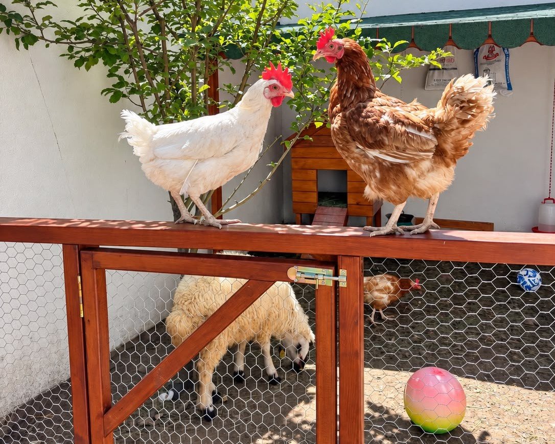 Mihra Yakutiye Şubesi Bahçe